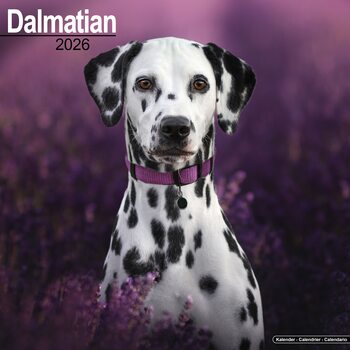 Calendario 2027 Dalmatian