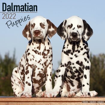 Calendario 2027 Dalmatian - Pups