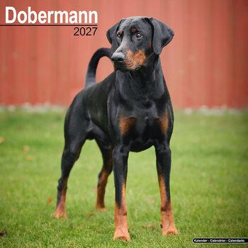 Calendario 2027 Dobermann