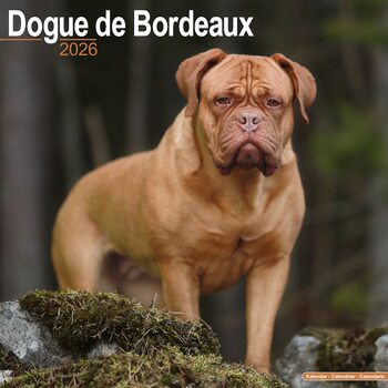 Calendario 2027 Dogue de Bordeaux
