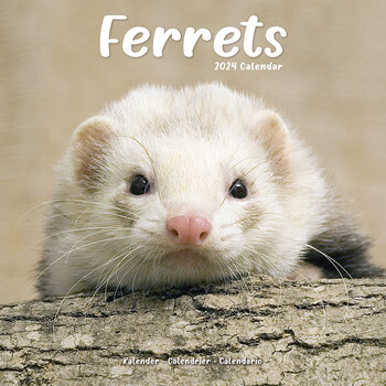 Calendario 2024 Ferrets