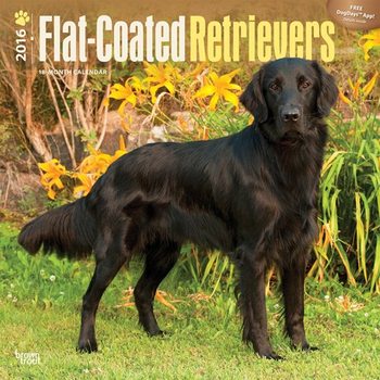 Calendario 2027 Flat coated retriever