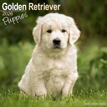 Calendario 2026 Golden Retriever
