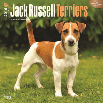 Calendario 2027 Jack Russell terrier