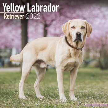 Calendario 2027 Labrador Ret - Yellow