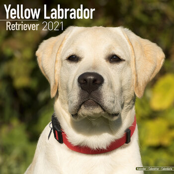 Calendario 2027 Labrador Ret (Yellow)