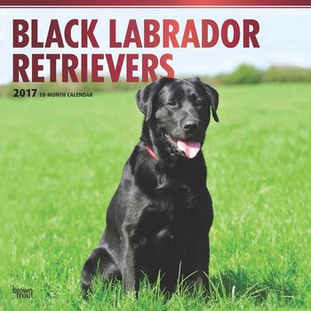 Calendario 2027 Labrador Retriever - Black