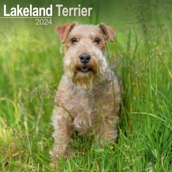 Calendario 2024 Lakeland Terrier