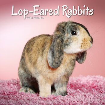 Calendario 2024 Lop-Eared Rabbits