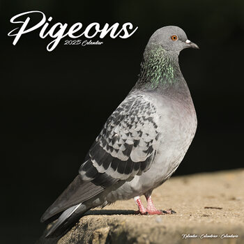 Calendario 2027 Pigeons