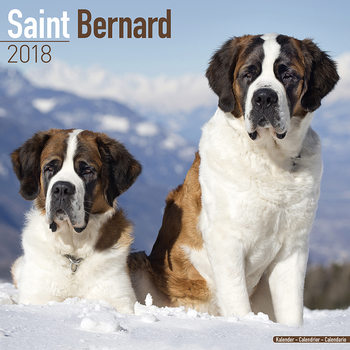 Calendario 2027 Saint Bernard