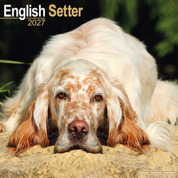 Calendario 2027 Setter inglese