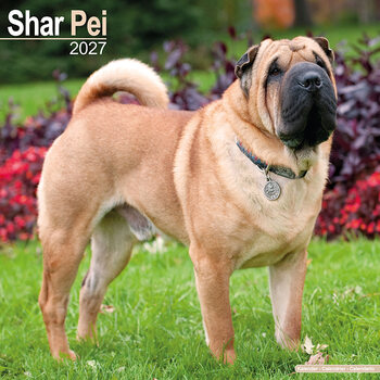 Calendario 2027 Shar Pei