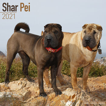 Calendario 2027 Shar Pei