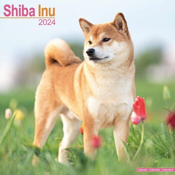 Calendario 2024 Shiba Inu