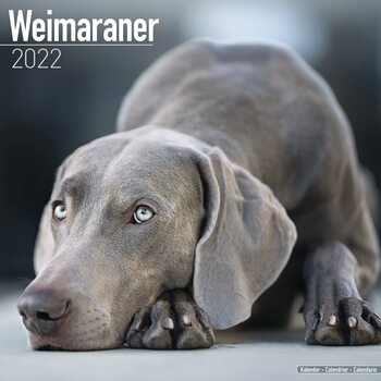 Calendario 2027 Weimaraner