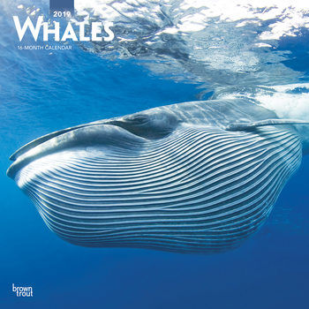 Calendario 2027 Whales