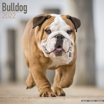 Calendario 2022 Bulldog
