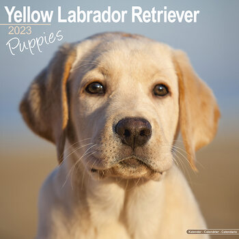 Calendario 2023 Labrador Ret - Yellow - Puppies