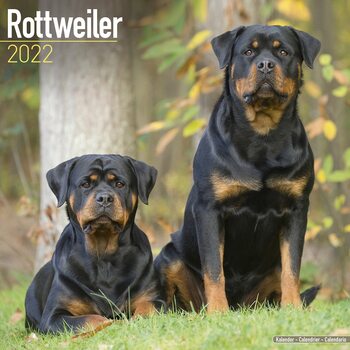 Calendario 2022 Rottweiler