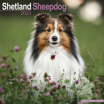 Calendario 2023 Shetland Sheepdog