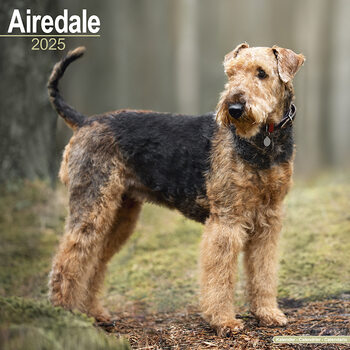 Calendario 2027 Airedale