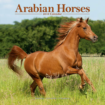 Calendario 2027 Arabian Horses