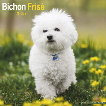 Calendario 2027 Bichon Frise
