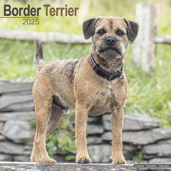 Calendario 2027 Border Terrier