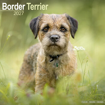 Calendario 2027 Border Terrier