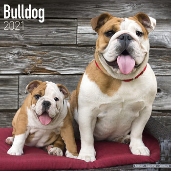 Calendario 2027 Bulldog