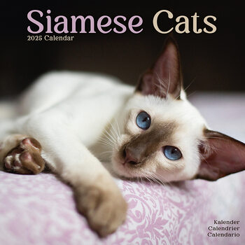 Calendario 2027 Cats - Siamese