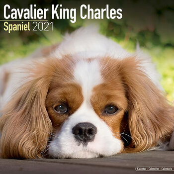 Calendario 2027 Cavalier King Charles