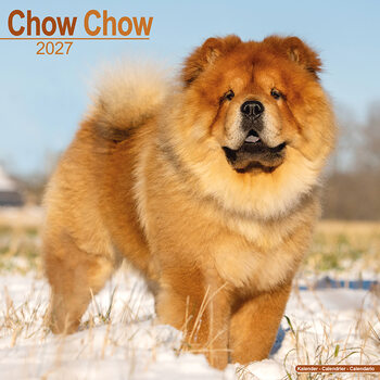 Calendario 2027 Chow chow