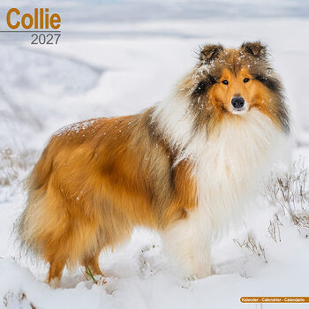 Calendario 2027 Collie