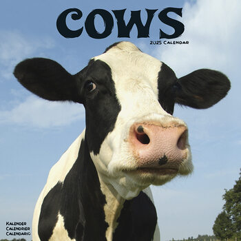 Calendario 2027 Cows