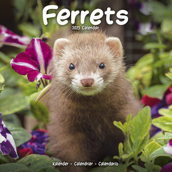 Calendario 2027 Ferrets