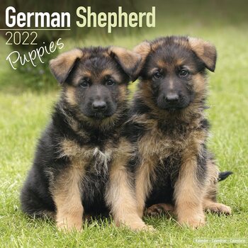 Calendario 2027 German Shepherd - Pups