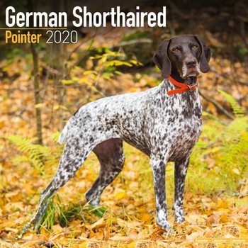 Calendario 2027 German ShortHair Pointer