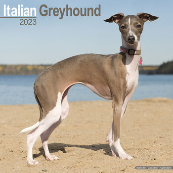 Calendario 2023 Italian Greyhound