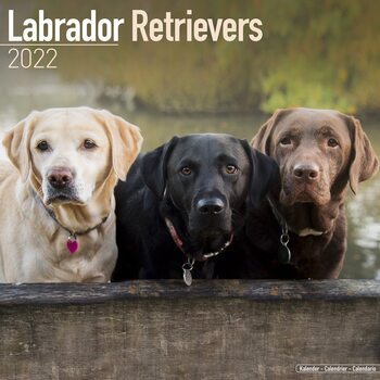 Calendario 2027 Labrador Ret - Mixed