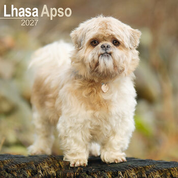 Calendario 2027 Lhasa Apso
