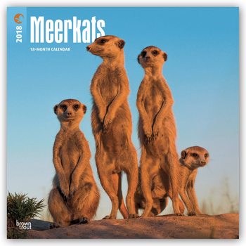 Calendario 2027 Meerkats
