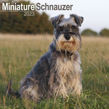 Calendario 2023 Mini Schnauzerl