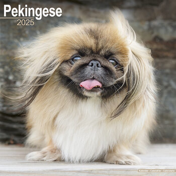Calendario 2027 Pekingese