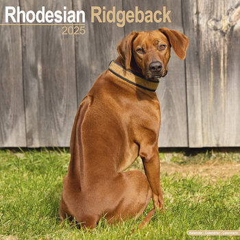 Calendario 2027 Rhodesian Ridgeback