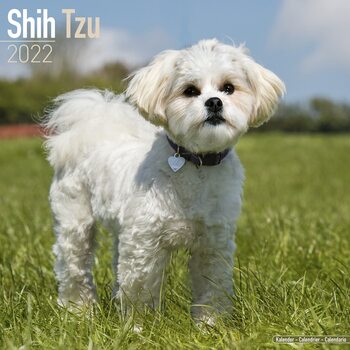 Calendario 2027 Shih Tzu