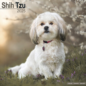 Calendario 2027 Shih Tzu