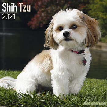 Calendario 2027 Shih Tzu