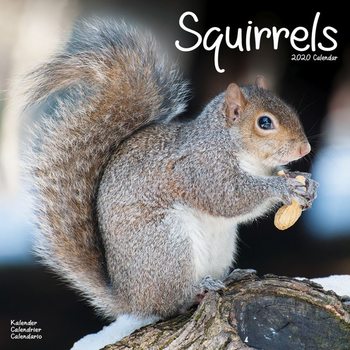 Calendar 2020  Squirrels